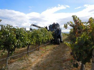 hyatt-vineyards-harvester-in-the-vineyard-harvest